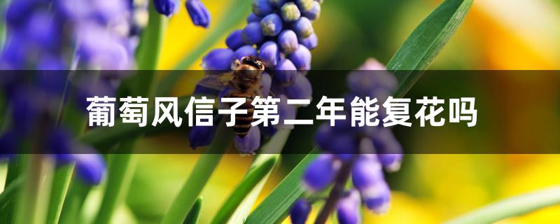 葡萄风信子第二年能复花吗 葡萄风信子第二年能复花吗
