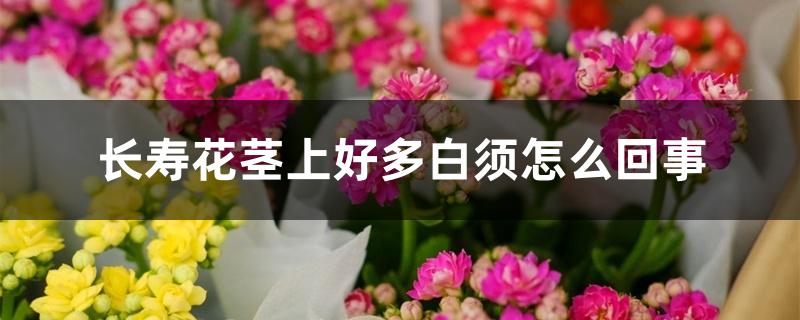 长寿花茎上好多白须怎么回事 长寿花茎上好多白须怎么回事