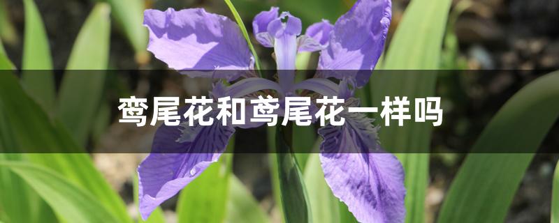 鸾尾花和鸢尾花一样吗 鸾尾花和鸢尾花一样吗