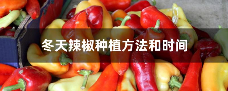 冬天辣椒种植方法和时间