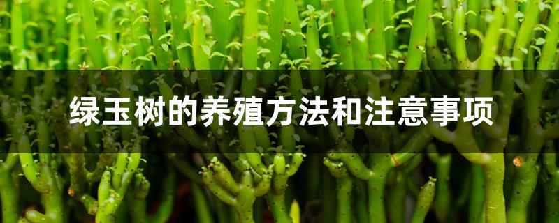 绿玉树的养殖方法和注意事项 绿玉树的养殖方法和注意事项