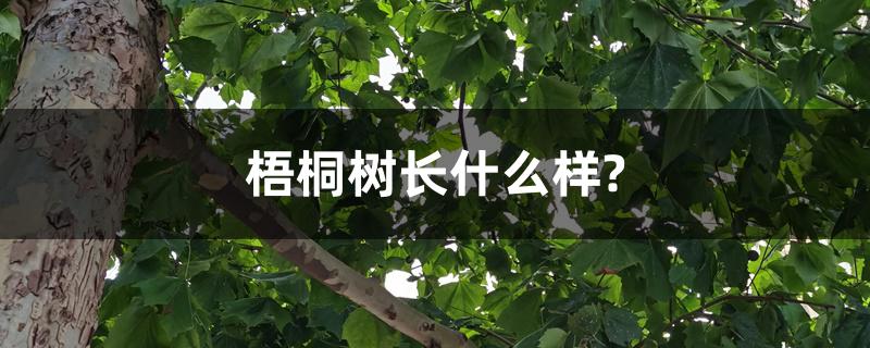 梧桐树长什么样? 梧桐树长什么样?