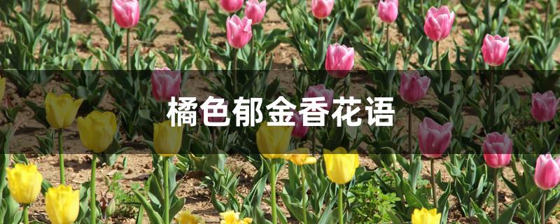 橘色郁金香花语 橘色郁金香花语