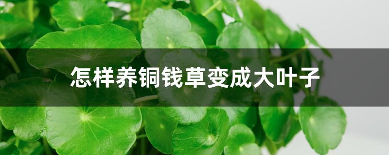 怎样养铜钱草变成大叶子 怎样养铜钱草变成大叶子