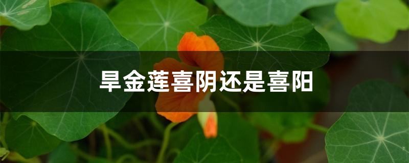 旱金莲喜阴还是喜阳 旱金莲喜阴还是喜阳