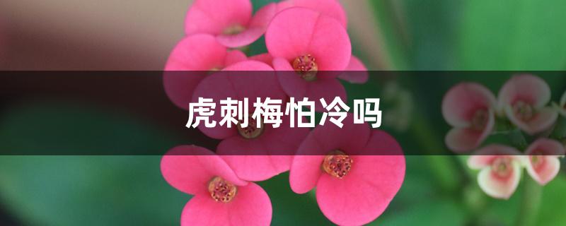 虎刺梅怕冷吗 虎刺梅怕冷吗