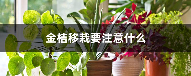 金桔移栽要注意什么 金桔移栽要注意什么