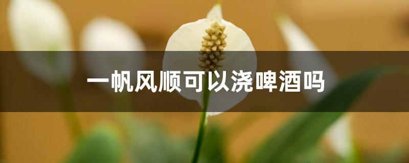 一帆风顺可以浇啤酒吗 一帆风顺可以浇啤酒吗