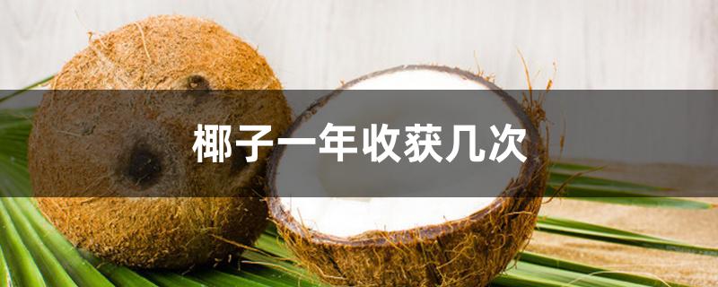 椰子一年收获几次 椰子一年收获几次