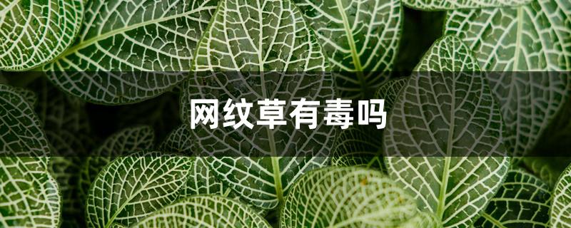 网纹草有毒吗 网纹草有毒吗