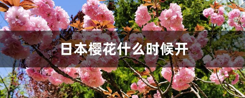 日本樱花什么时候开 日本樱花什么时候开