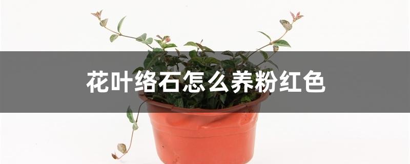 花叶络石怎么养粉红色 花叶络石怎么养粉红色