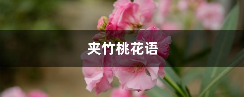 夹竹桃花语 夹竹桃花语