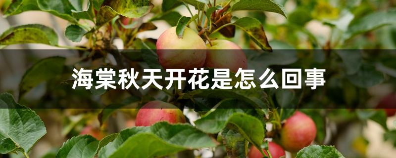海棠秋天开花是怎么回事 海棠秋天开花是怎么回事