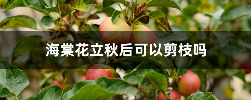 海棠花立秋后可以剪枝吗 海棠花立秋后可以剪枝吗