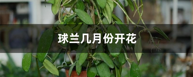球兰几月份开花 球兰几月份开花