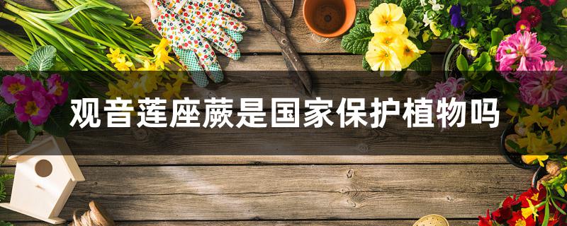 观音莲座蕨是国家保护植物吗 观音莲座蕨是国家保护植物吗
