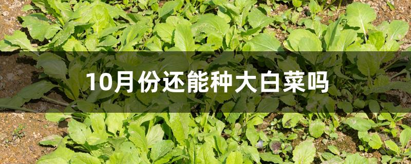 10月份还能种大白菜吗