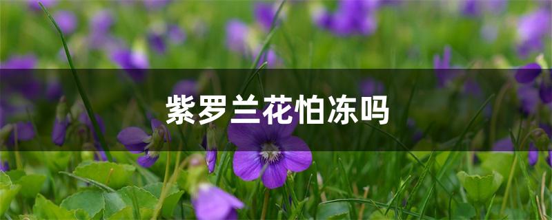 紫罗兰花怕冻吗 紫罗兰花怕冻吗
