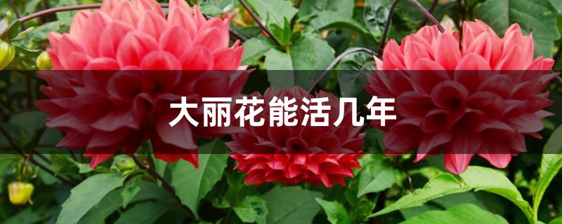 大丽花能活几年 大丽花能活几年