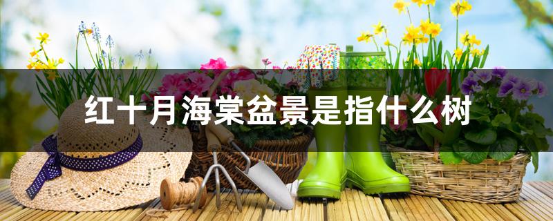 红十月海棠盆景是指什么树 红十月海棠盆景是指什么树
