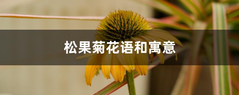 松果菊花语和寓意 松果菊花语和寓意