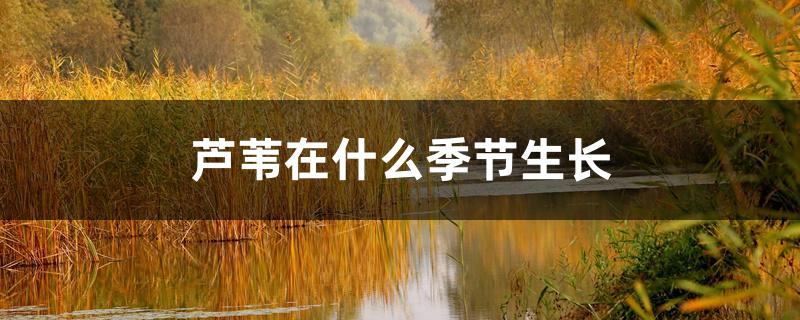 芦苇在什么季节生长 芦苇在什么季节生长