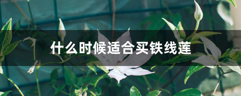 什么时候适合买铁线莲 什么时候适合买铁线莲