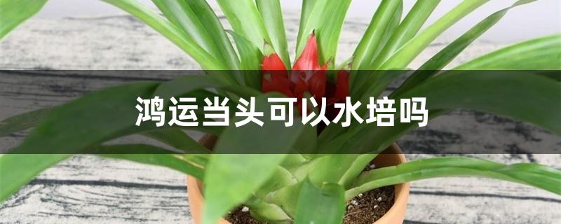 鸿运当头可以水培吗 鸿运当头可以水培吗