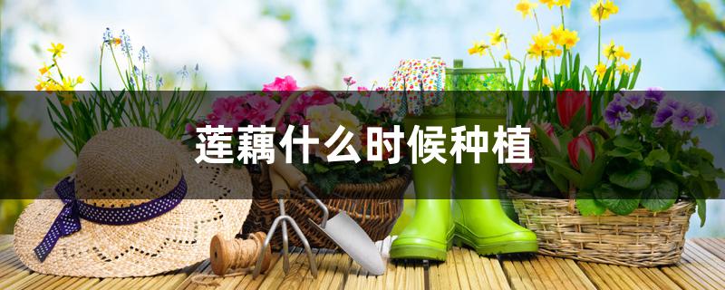 莲藕什么时候种植 莲藕什么时候种植