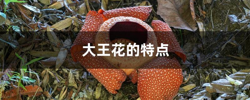 大王花的特点 大王花的特点