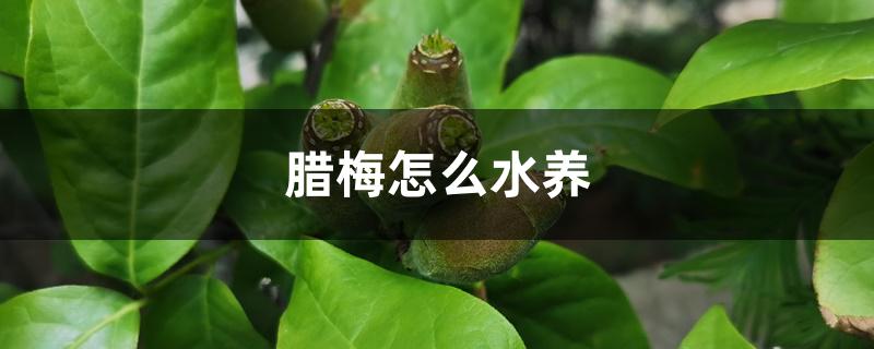 腊梅怎么水养 腊梅怎么水养