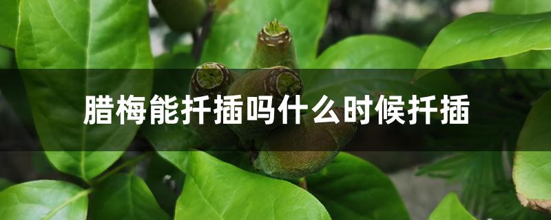 腊梅能扦插吗什么时候扦插 腊梅能扦插吗什么时候扦插