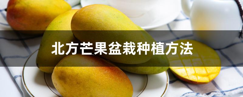 北方芒果盆栽种植方法 北方芒果盆栽种植方法