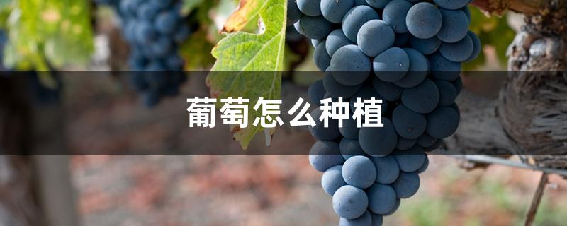 葡萄怎么种植 葡萄怎么种植