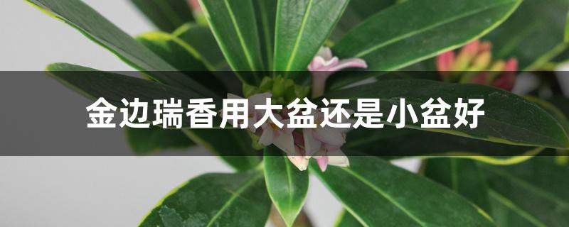 金边瑞香用大盆还是小盆好 金边瑞香用大盆还是小盆好