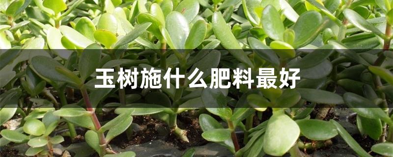 玉树施什么肥料最好 玉树施什么肥料最好