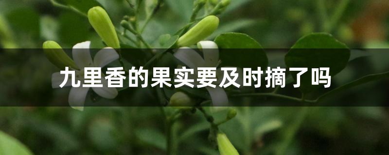 九里香的果实要及时摘了吗 九里香的果实要及时摘了吗