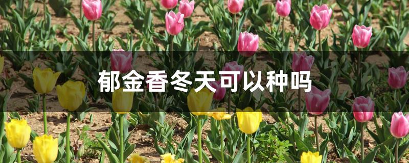 郁金香冬天可以种吗 郁金香冬天可以种吗