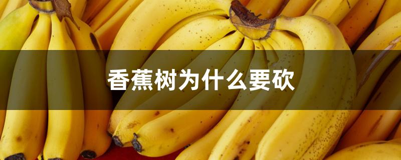 香蕉树为什么要砍 香蕉树为什么要砍