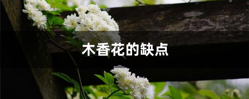 木香花的缺点 木香花的缺点
