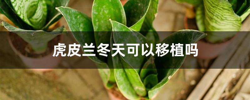 虎皮兰冬天可以移植吗 虎皮兰冬天可以移植吗