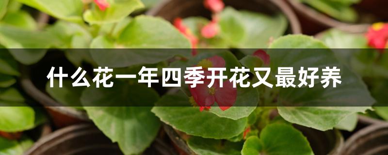 什么花一年四季开花又最好养 什么花一年四季开花又最好养