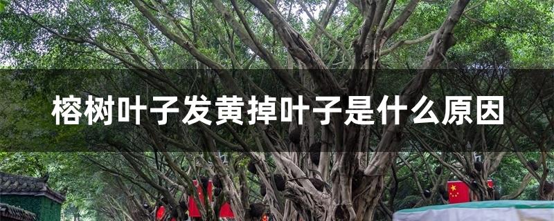 榕树叶子发黄掉叶子是什么原因 榕树叶子发黄掉叶子是什么原因