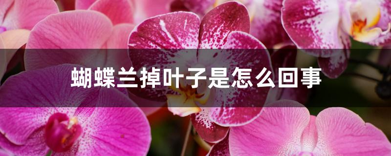 蝴蝶兰掉叶子是怎么回事 蝴蝶兰掉叶子是怎么回事