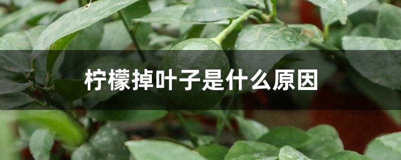 柠檬掉叶子是什么原因 柠檬掉叶子是什么原因