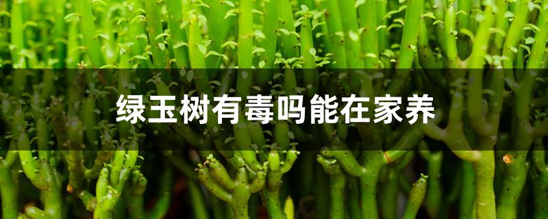 绿玉树有毒吗能在家养 绿玉树有毒吗能在家养
