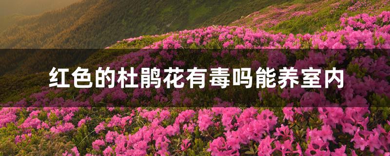 红色的杜鹃花有毒吗能养室内 红色的杜鹃花有毒吗能养室内