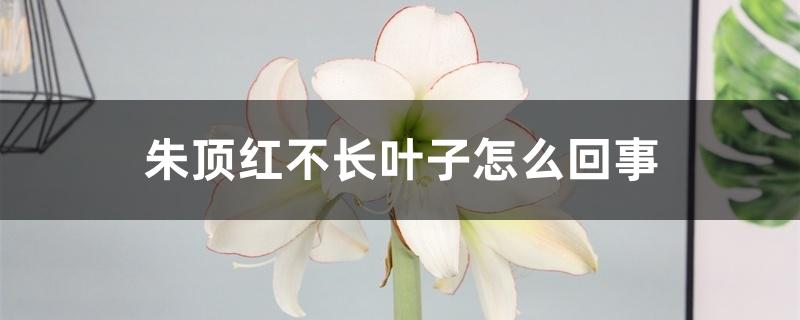 朱顶红不长叶子怎么回事