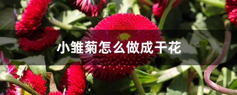 小雏菊怎么做成干花 小雏菊怎么做成干花